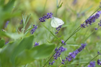 Lemon butterfly (Gonepteryx rhamni) on lavender (Lavandula) flowers, Saxony, Germany