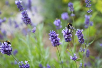 Bumblebees (bombus) on lavender (Lavandula) flowers, Saxony, Germany