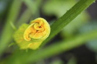 Flower of a courgette (Cucurbita pepo) in front of opening, vegetable plant in the bed