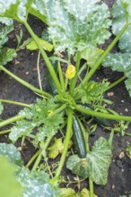Habitus of the vegetable courgette (Cucurbita pepo) with ripening fruits and flowers, Germany