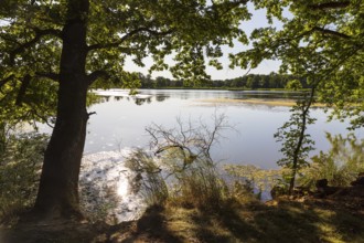 Am Brösaer Teich, Guttauer Teiche, Oberlausitzer Heide- und Teichlandschaft, Guttau, Saxony,