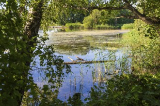 Parish pond with trees and reed belt, Guttau ponds, Upper Lusatian heath and pond landscape,