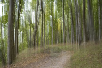 Path through the beech forest, blurred, camera waved, Stubbenkammer, Jasmund National Park, Rügen,