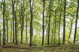 Beech forest, view towards the Baltic Sea, back light, Stubbenkammer, Jasmund National Park, Rügen,