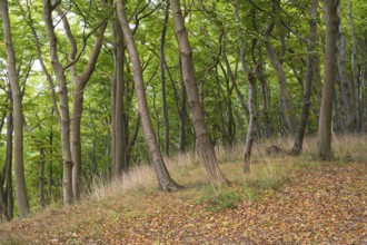 Beech forest, Stubbenkammer, Jasmund National Park, Rügen, Mecklenburg-Western Pomerania, Germany