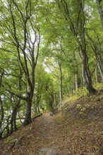 Trail through beech forest, slope with sea view, Stubbenkammer, Jasmund National Park, Rügen,