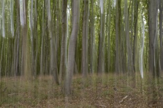 Beech forest blurred, camera swung, Stubbenkammer, Jasmund National Park, Rügen,