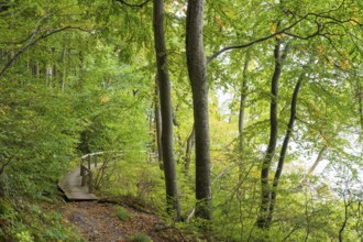Trail through the beech forest, wooden plank path with railing, Stubbenkammer, Jasmund National