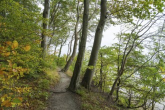 Trail through the beech forest, Stubbenkammer, Jasmund National Park, Rügen, Mecklenburg-Western