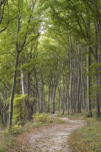 Trail through the beech forest, Stubbenkammer, Jasmund National Park, Rügen, Mecklenburg-Western
