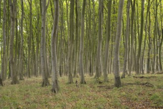 Beech forest, numerous dense tree trunks, Stubbenkammer, Jasmund National Park, Rügen,