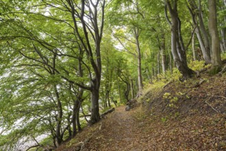 Trail through beech forest, slope with sea view, Stubbenkammer, Jasmund National Park, Rügen,
