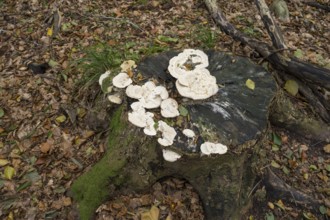 White tree mushrooms on a tree stump, Jasmund National Park, Rügen, Mecklenburg-Western Pomerania,