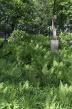 Ferns at Lützenhofer Cemetery Lychakivskiy Cemetery, Lviv, Galicia, Ukraine