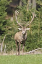 Red deer (Cervus elaphus) during the rutting season, capital stag in a forest clearing, wildlife,