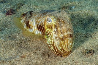 Underwater photo close-up of cuttlefish (Sepia officinalis) cephalopod family of squid swimming