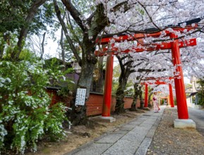 Japanese woman wearing kimono under blossoming cherry trees, Torii Gate at Takenaka-Inari-Jinja