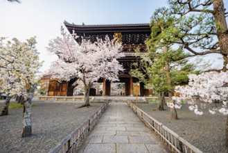 Sanmon Gate and blooming cherry trees, Konkai-Komyoji Temple, Buddhist Temple, Kyoto, Japan