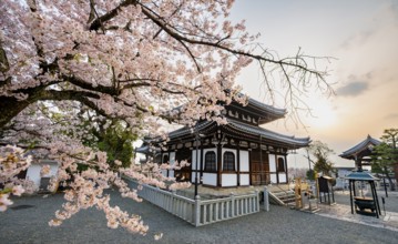Nokotsudo in evening light with blooming cherry trees, Buddhist temple, Konkai-Komyoji temple,