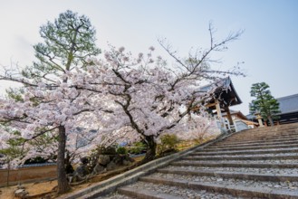 Shoro Bell Tower and Blooming Cherry Trees, Konkai-Komyoji Temple, Buddhist Temple, Kyoto, Japan