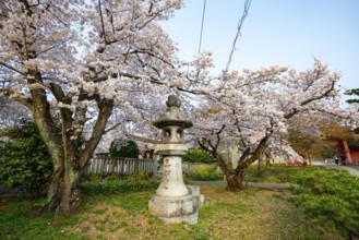 Stone lantern and blooming cherry trees, Shinsho Gokurakuji or Shinnyo-do temple, Japanese cherry