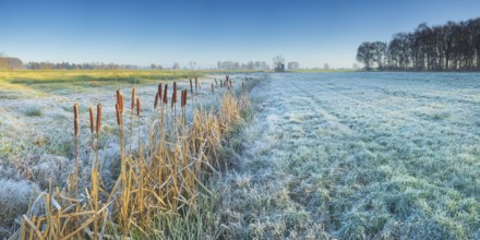 View across a pasture along a small ditch where bulrushes (Typha) grow, Wehden, Cuxhaven, Lower