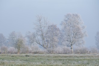 View across a meadow to a row of trees in winter, Wehden, Cuxhaven, Lower Saxony, Germany