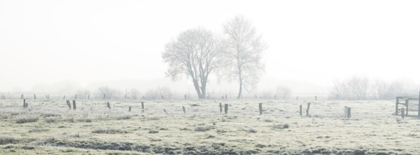 Picture of two trees defusing back light in winter, winter, Wehden, Cuxhaven, Lower Saxony, Germany