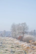 Winter detailed view of vegetation growing on a ditch, Winter, Wehden, Cuxhaven, Lower Saxony,