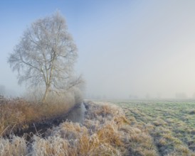 View along a ditch where trees and grasses grow on the shore and the morning dew is frozen, Winter,
