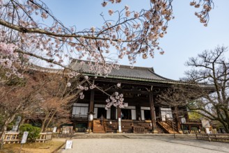 Shinsho Gokurakuji or Shinnyo-do temple, Japanese cherry blossom, Kyoto, Japan