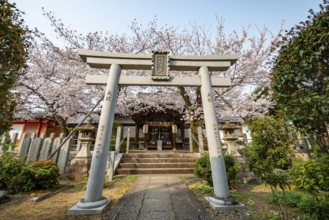 Torii and Hoden-ji temples, Japanese cherry blossom, Kyoto, Japan