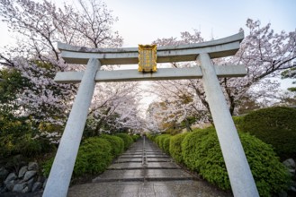 Shinto shrine, white torii gate with cherry blossoms, Munetada-Jinja Shrine, Japanese cherry