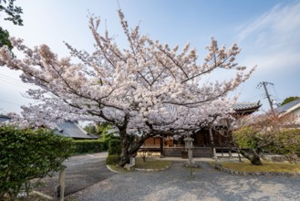 Blooming cherry tree in front of Horin-in Temple, Shinsho Gokurakuji or Shinnyo-do Temple, Japanese