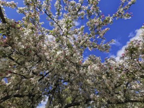 Lush treetops of an ornamental apple tree (malus) full of blossoms stretch into the sky, spring