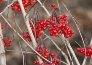 Fruits Guelder rose (Viburnum opulus), in winter, North Rhine-Westphalia, Germany