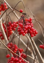 Fruits Guelder rose (Viburnum opulus), in winter, North Rhine-Westphalia, Germany