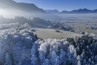 Winter landscape, fog, high fog, mountain landscape, hoarfrost, cold, trees, forest, winter, sunny,