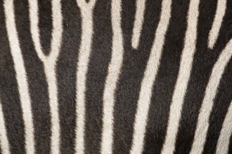 Fur pattern of a Chapman's zebra (Equus quagga chapmani). South East Africa