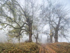 Old Linden avenue am Kyffhäuser with last colorful leaves in fog in autumn, Kyffhäuserkreis,