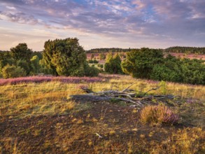 Typical heathland with blooming heather and juniper at Turmberg in the evening light, Lüneburger