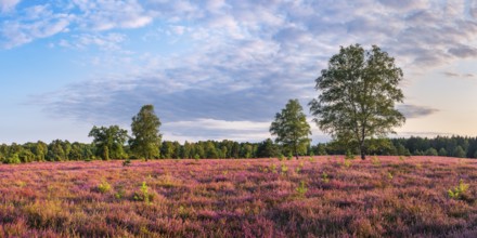 Typical heathland with blooming heather, birch and juniper in the Oberoher Heide, Lüneburger Heide,
