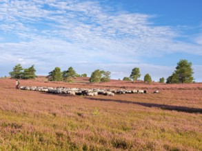 Typical heathland on Brunsberg with blooming heather and flock of sheep with shepherds, heather