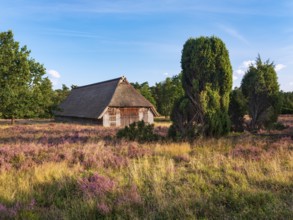 Typical heathland with blooming heather, traditional sheepfold and juniper in the evening light,