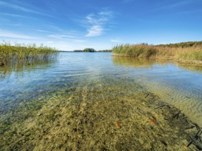 Clear lake with reed belt surrounded by forest, Prässnicksee, Schorfheide-Chorin Biosphere Reserve,