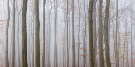 Beech forest with last colorful leaves, thick fog, Burgenlandkreis, Saxony-Anhalt, Germany