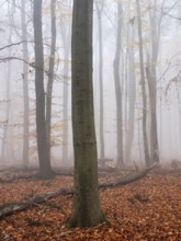 Beech forest with last colorful leaves and dead wood on the ground in autumn, thick fog,
