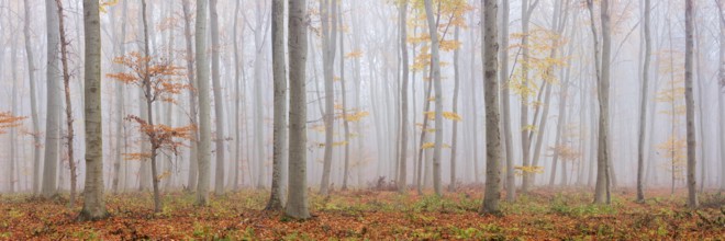 Panorama, beech forest with last colorful leaves, thick fog, Burgenlandkreis, Saxony-Anhalt,