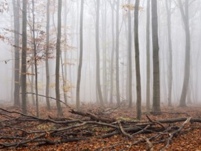 Beech forest with last colorful leaves and dead wood in autumn, thick fog, Burgenlandkreis,