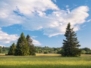 Typical landscape in the Rhön biosphere reserve, wildflower meadow with individual spruce trees,